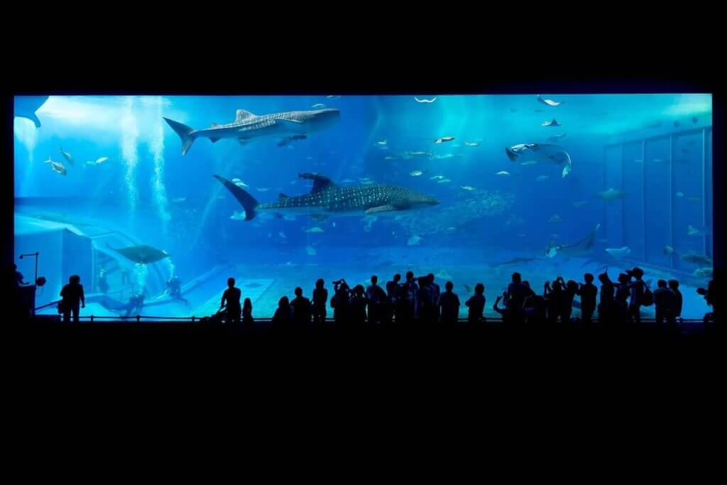 En savoir plus sur Visiter l’aquarium de Vendée