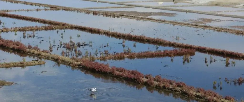 En savoir plus sur Marais salants de l’Île d’Olonne : un trésor à explorer en Vendée