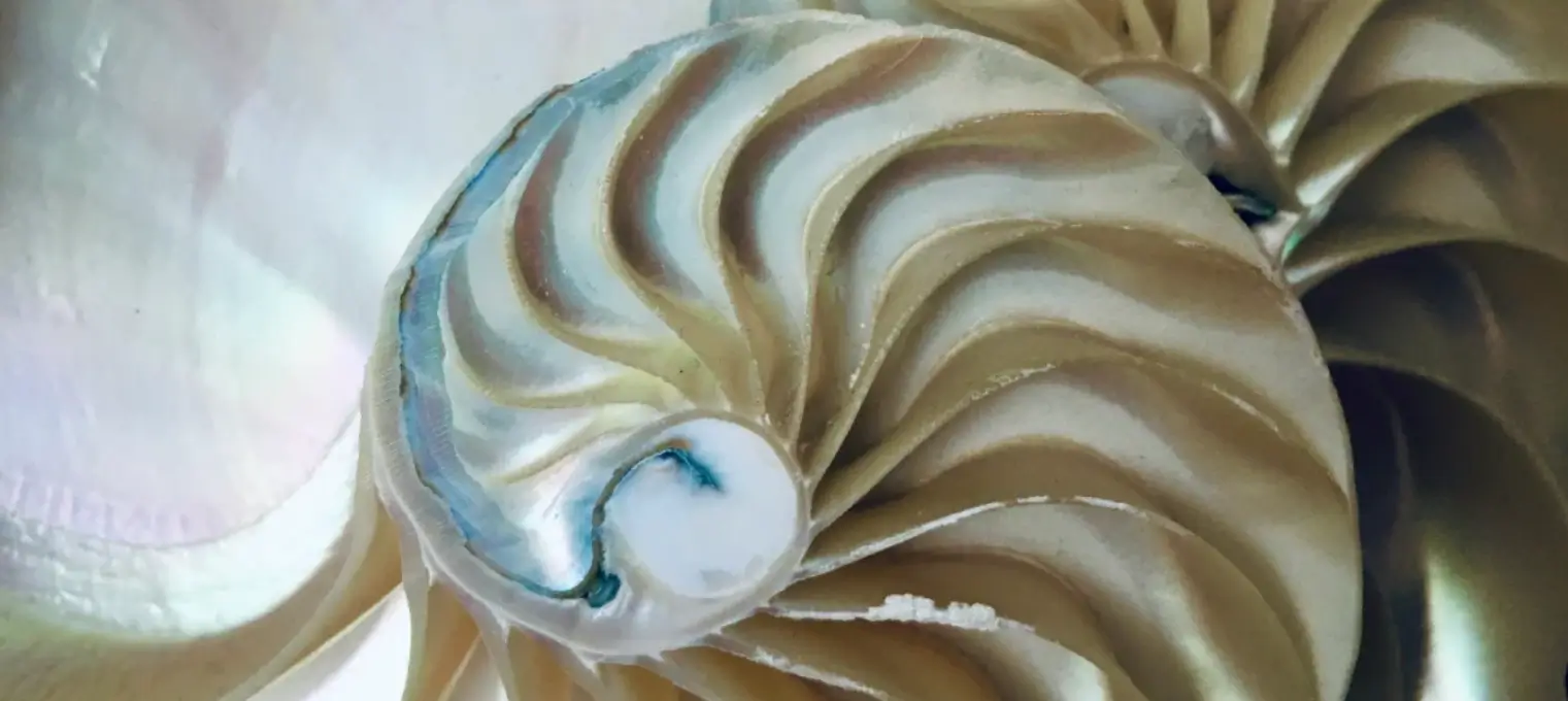 musee coquillage sables olonne